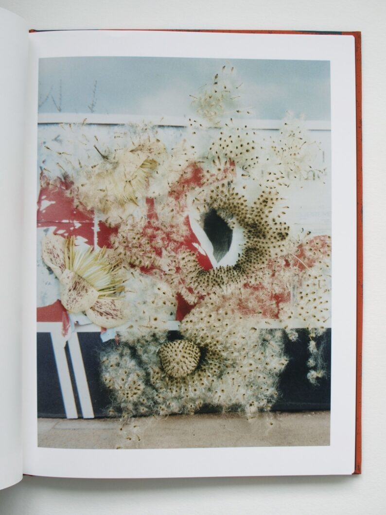 Stephen Gill 'Hackney Flowers' (signed) - Image 5