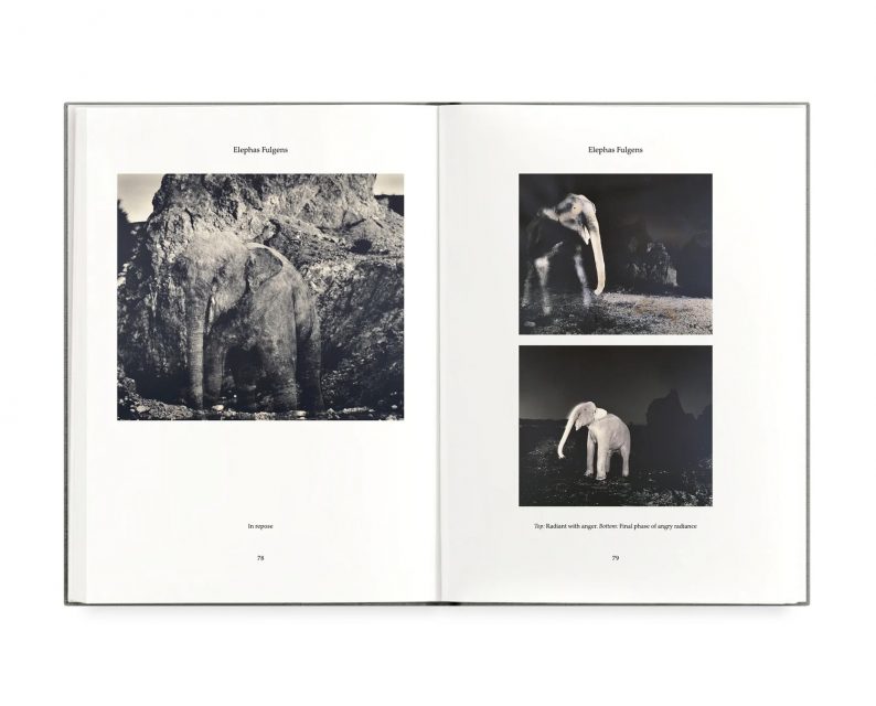 Joan Fontcuberta 'Fauna' (signed) - Image 5